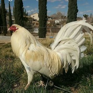 Meet your Posher, Adi